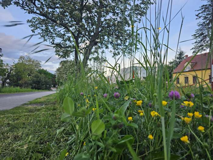 Ścieżak rowerowa z wykoszoną przy niej trawą, a obok pozostawiona trawa z kwiatami